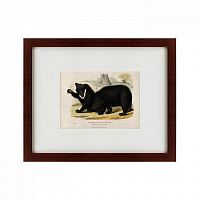 картина: two ursine sloths, or sloth bears, 1830 в Благовещенске