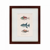 картина: tropical fish, 1830 в Благовещенске