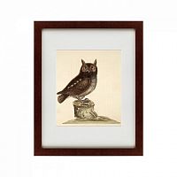 картина: the little owl, 1731 в Благовещенске