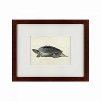 картина: a hand-painted illustration of a burmese roofed turtle, 1873 в Благовещенске