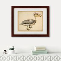 картина: a european pelican, 1635г. в Благовещенске