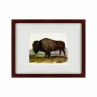 картина: american bison, 1845 в Благовещенске