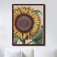 картина: large sunflower (flos solis maior), 1713г. в Благовещенске