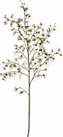 декор oncidium orchid в Благовещенске
