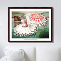 картина: water lily during bloom, 1870г. в Благовещенске