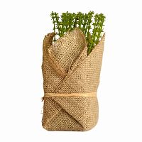 растение декоративное potted herb polini в Благовещенске
