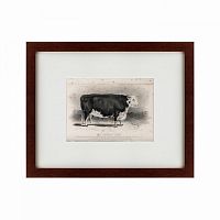 картина: a hereford bull, 1849 в Благовещенске