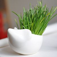 набор для выращивания eco ёжик в Благовещенске