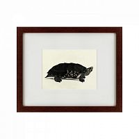 картина: an arakan forest turtle, 1873 в Благовещенске
