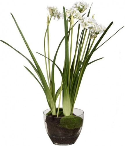 декор allium в Благовещенске