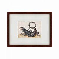 картина: black tegu lizard, 1700 в Благовещенске