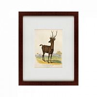 картина: a rusa deer, 1830 в Благовещенске