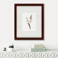 картина: apricot flower (prunus armeniaca), 1832 в Благовещенске