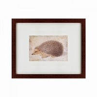 картина: a hedgehog, 1584 в Благовещенске