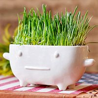 набор для выращивания eco буль в Благовещенске