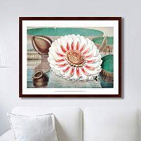 картина: a gigantic water lily in bloom, 1870г. в Благовещенске