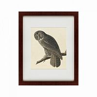 картина: great gray owl, 1834 в Благовещенске