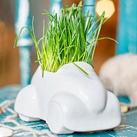 набор для выращивания eco машина в Благовещенске