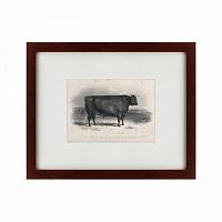 картина: a devon bull, 1849 в Благовещенске