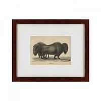 картина: bison, 1828 в Благовещенске