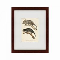 картина: des reptiles, 1705 в Благовещенске