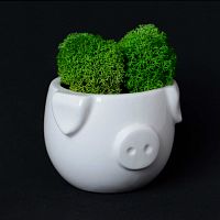 набор для выращивания eco мини-капшо «минипиг» в Благовещенске