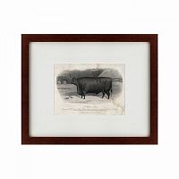 картина: a devon steer, 1869 в Благовещенске