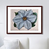 картина: exotic plants of the world №13, 1815г. в Благовещенске