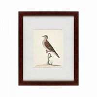 картина: the brown bird в Благовещенске