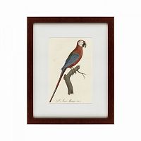 картина: ara macao (scarlet macaw), 1801 в Благовещенске