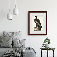 картина: great american sea eagle, 1837 в Благовещенске