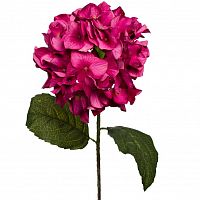 Гортензия алая 85 см (12)