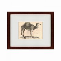 картина: arabian camel, 1809 в Благовещенске