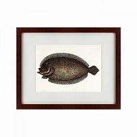 картина: sole fish, 1722 в Благовещенске