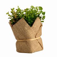 растение декоративное potted herb kolina в Благовещенске