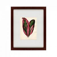 картина: botanical leaf dracaena, 1870 в Благовещенске