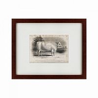 картина: a short horned bull, 1849 в Благовещенске