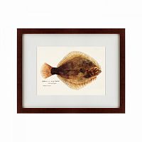 картина: southern pacific fish illustration, 1850 в Благовещенске