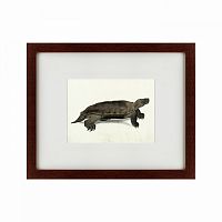 картина: a hand-painted illustration of an arakan forest turtle, 1872 в Благовещенске