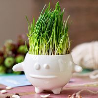 набор для выращивания eco кру в Благовещенске