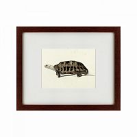 картина: a hand-painted illustration of an elongated tortoise, 1873 в Благовещенске