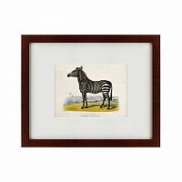 картина: a zebra, 1830 в Благовещенске