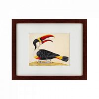 картина: white-throated toucan, 1716 в Благовещенске