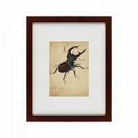 картина: stag beetle, 1505 в Благовещенске