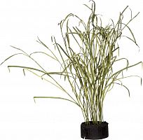 декор reeds and leaves в Благовещенске