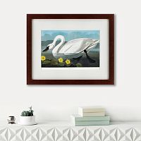 картина: common american swan, 1838 в Благовещенске