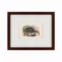 картина: armadillo, 1860 в Благовещенске