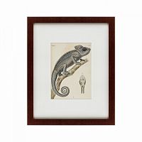 картина: chameleon, 1706 в Благовещенске