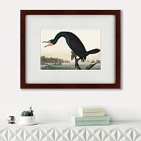 картина: florida cormorant, 1835 в Благовещенске