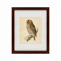 картина: brown owl, 1760 в Благовещенске